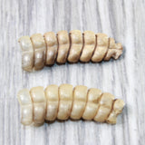 2 Rattlesnake Rattles  #045d    Taxidermy Diamondback Sidewinder