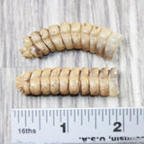 2 Large  Rattlesnake Rattles  #355d    Taxidermy Diamondback Sidewinder