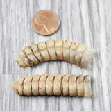 2 Large  Rattlesnake Rattles  #355d    Taxidermy Diamondback Sidewinder