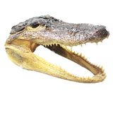 1 Alligator   6.5  Inch Head  #155d    taxidermy gator reptile crocodile
