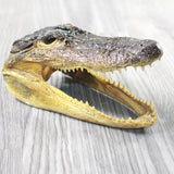 1 Alligator   6.5  Inch Head  #155d    taxidermy gator reptile crocodile