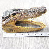 1 Alligator   6.5  Inch Head  #155d    taxidermy gator reptile crocodile