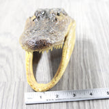 1 Alligator   6.5  Inch Head  #155d    taxidermy gator reptile crocodile