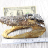 1 Alligator   6.5  Inch Head  #155d    taxidermy gator reptile crocodile