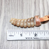 Very Large Rattlesnake Rattle  Necklace  # 25360