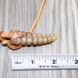 Very Large Rattlesnake Rattle  Necklace  # 25360