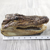 1 Alligator    8 Inch Head  #165d    taxidermy gator reptile crocodile