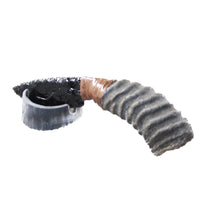 Springbok Horn Handle Obsidian Blade Ornamental Knife #1552 Mountain Man Knife