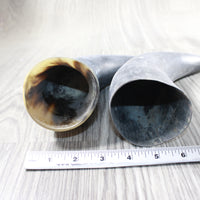 2 Raw Unfinished Cow Horns #6752 Natural Colored