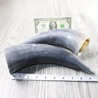 2 Raw Unfinished Cow Horns #6752 Natural Colored