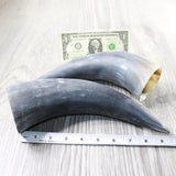 2 Raw Unfinished Cow Horns #6752 Natural Colored