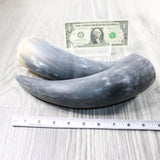 2 Raw Unfinished Cow Horns #6752 Natural Colored
