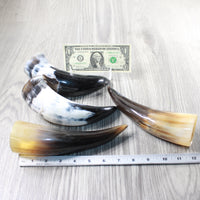 4 Small Polished Cow Horns #6752 Natural colored