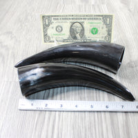 2 Small Polished Cow Horns #9852 Natural colored