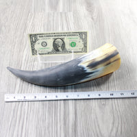 1 Raw Unfinished Cow Horn #1052 Natural Colored