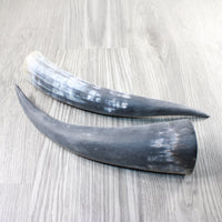 2 Raw Unfinished Cow Horns #1252 Natural Colored