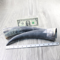 2 Raw Unfinished Cow Horns #1252 Natural Colored