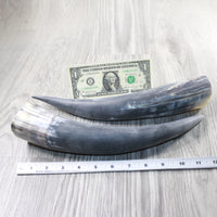 2 Raw Unfinished Cow Horns #1252 Natural Colored