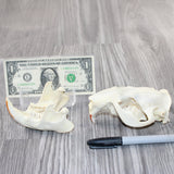 1 Beaver Skull #6361