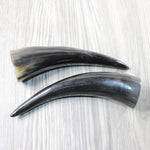 2 Small Polished Cow Horns #7452 Natural colored