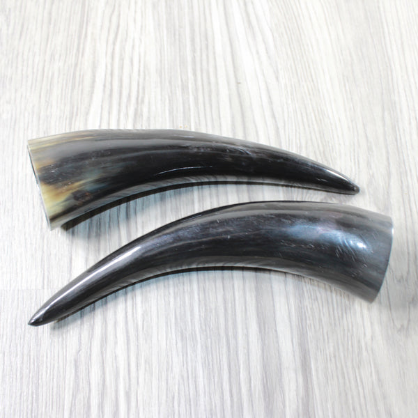 2 Small Polished Cow Horns #7452 Natural colored