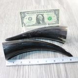 2 Small Polished Cow Horns #7452 Natural colored