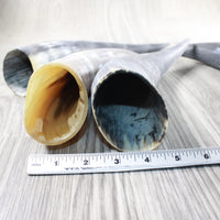 4 Raw Unfinished Cow Horns #3552 Natural Colored