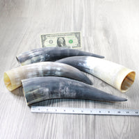 4 Raw Unfinished Cow Horns #3552 Natural Colored