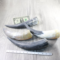 4 Raw Unfinished Cow Horns #3552 Natural Colored