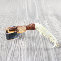 Coyote Jaw Handle Glass Blade Ornamental Knife #1752 Mountain Man Knife