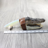 Alligator Head Handle Opalite Blade Ornamental Knife #7153 Mountain Man Knife