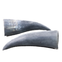 2 Small Raw Unfinished Cow Horns #6153 Natural Colored