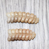 2 Large Rattlesnake Rattles  #8661    Taxidermy Diamondback Sidewinder