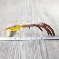 Turkey Foot Handle Glass Blade Ornamental Knife #1553 Mountain Man Knife