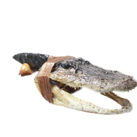 Alligator Head Handle Obsidian Blade Ornamental Knife #7553 Mountain Man Knife