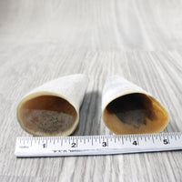2 Raw Unfinished Cow Horn Tips #1853 Natural Colored