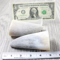 2 Raw Unfinished Cow Horn Tips #1853 Natural Colored
