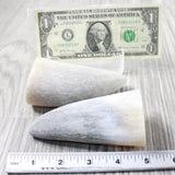 2 Raw Unfinished Cow Horn Tips #1853 Natural Colored