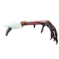 Turkey Foot Handle Opalite Blade Ornamental Knife #9253 Mountain Man Knife
