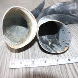 4 Raw Unfinished Cow Horns #3961     Natural Colored