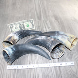4 Raw Unfinished Cow Horns #3961     Natural Colored