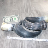 4 Raw Unfinished Cow Horns #3961     Natural Colored