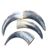 4 Raw Unfinished Cow Horns #0262     Natural Colored