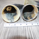 4 Raw Unfinished Cow Horns #0262     Natural Colored
