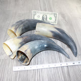 4 Raw Unfinished Cow Horns #0262     Natural Colored