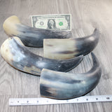 4 Raw Unfinished Cow Horns #0262     Natural Colored