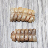 2 Small Rattlesnake Rattles  #0262    Taxidermy Diamondback Sidewinder