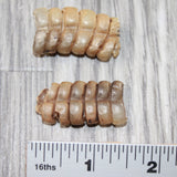 2 Small Rattlesnake Rattles  #0262    Taxidermy Diamondback Sidewinder