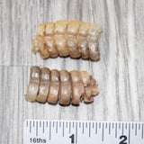 2 Small Rattlesnake Rattles  #0262    Taxidermy Diamondback Sidewinder
