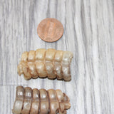 2 Small Rattlesnake Rattles  #0262    Taxidermy Diamondback Sidewinder